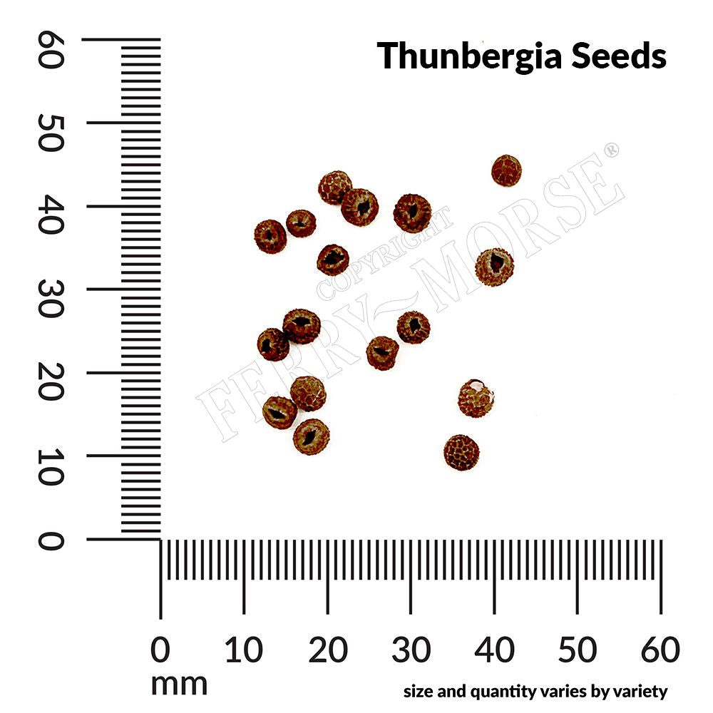 thunbergia seed spill and measurement